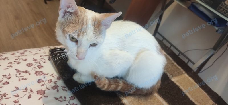 Medium white male cat Молодой котик, found near Воронцовский бул., 10, Мурино, Ленинградская обл., Россия, 195267 on Jul 05, 2021.