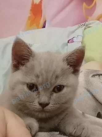 Маленькая серая молодая кошка Мила, пропала 10.07.2021 рядом с ул. Пионерская, 56, Биробиджан, Еврейская автономная область, Россия, 679014.
