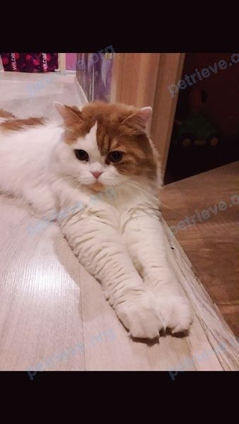 Средний белый молодой кот Кокос, пропал 07.07.2021 рядом с Южная ул., 21, Реутов, Московская обл., Россия, 143969.