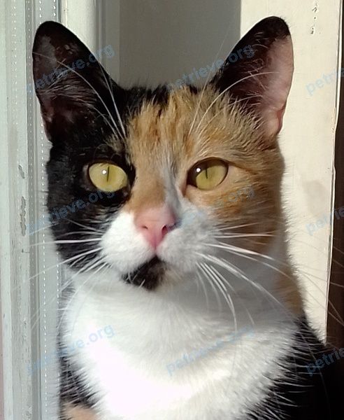 Средняя многоцветная молодая кошка Мурка, пропала 05.07.2021 рядом с 44, Гродно 230005, Беларусь.