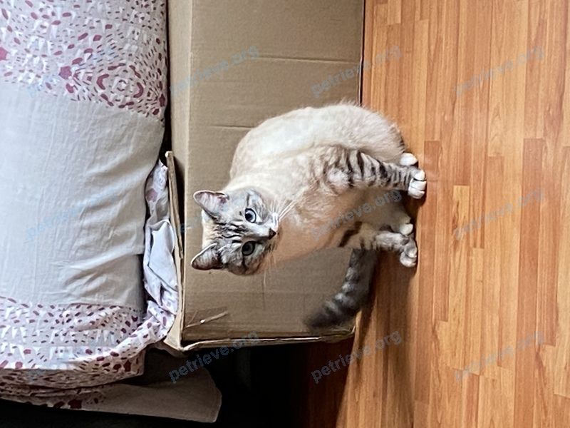 Medium young gray male cat Яша, lost near ул. Ленина, 32, Старопышминск, Свердловская обл., Россия, 623718 on Jul 08, 2021.