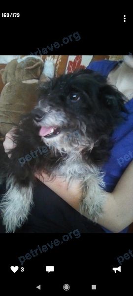Medium adult black female dog Муля, lost near Советская ул., Волошка, Архангельская обл., Россия, 164051 on Jul 10, 2021.