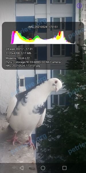 Medium adult mixed color male bird Саксофонист,Саша,Солнышко,Белый, lost near Ленинский пр-т., 156, Москва, Россия, 119571 on Jul 03, 2021.