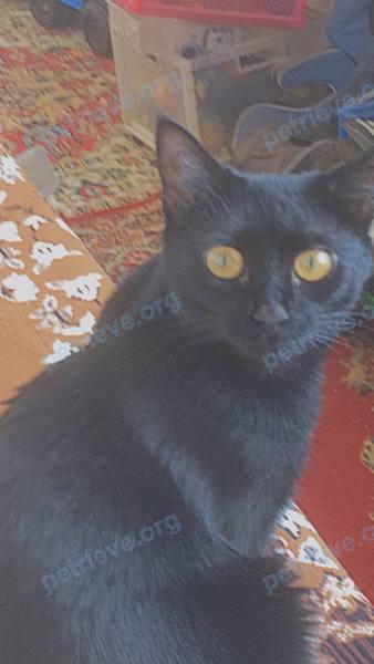 Medium young black female cat МИЯ, lost near проспект Чулман, 108/5, Набережные Челны, Респ. Татарстан, Россия, 423826 on Jul 10, 2021.