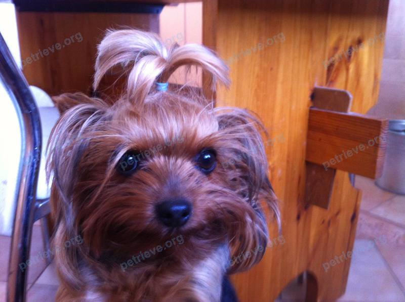 Small young female dog, lost near ул. Ленина, 11, Рощино, Челябинская обл., Россия, 456513 on Jul 11, 2021.