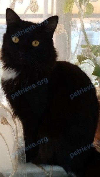 Medium young black male cat, lost near 2-й Переулок, Волгоград, Волгоградская обл., Россия, 400046 on Jul 07, 2021.