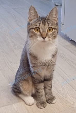 Small young gray female cat Марфа, lost near Магинск, Респ. Башкортостан, Россия, 452373 on Jul 11, 2021.