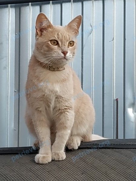 Medium young female cat "Нюша", lost near Торфяной пер., 34, Иваново, Ивановская обл., Россия, 153015 on Jul 10, 2021.