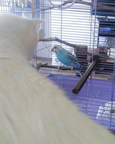 Medium young blue male bird Кеша, lost near Тихий пер., 14, Красноярск, Красноярский край, Россия, 660068 on Jun 17, 2021.