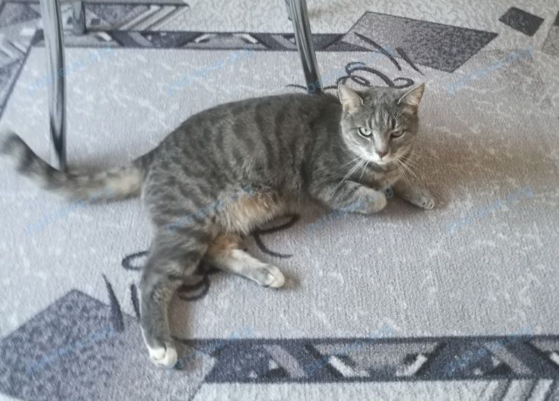 Medium young gray female cat Брусника, lost near Заповедная ул., 173, Ростов-на-Дону, Ростовская обл., Россия, 344045 on Jun 28, 2021.
