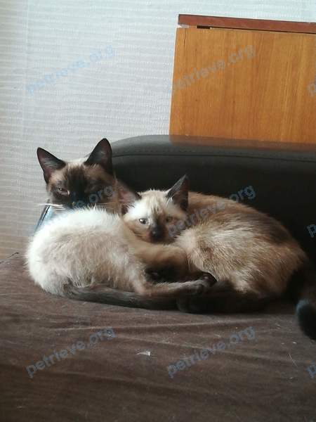 Medium young brown female cat Клепа, lost near ул. Юбилейная, Берёзовка, Беларусь on Jul 13, 2021.