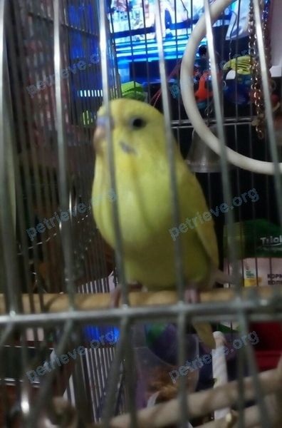 Medium young yellow male bird Гоша, lost near ул. Воробьева, 20, Смоленск, Смоленская обл., Россия, 214013 on Jul 15, 2021.