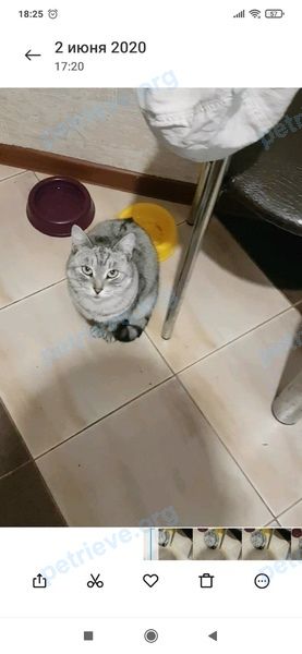 Medium old gray female cat Вилка, lost near Московский проспект 111/1, Витебск, Беларусь on Jul 07, 2021.