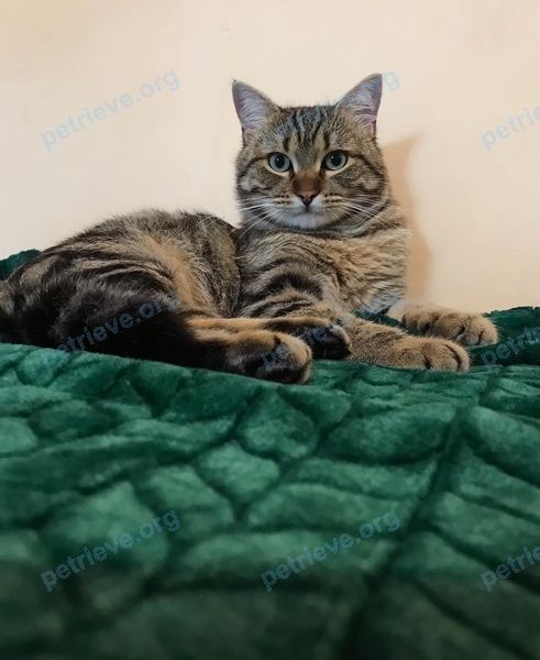 Medium young gray male cat Джой, lost near пер. Оружейный, 1, город Симферополь on Jul 07, 2021.