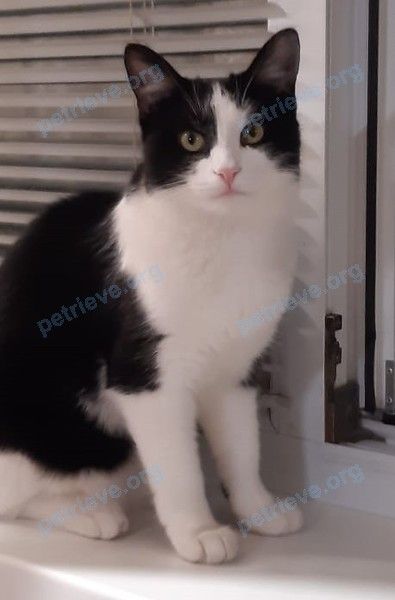Medium young mixed color female cat Смоки, lost near ул. Мальбахова, 34А, Нальчик, Кабардино-Балкарская Респ., Россия, 360016 on Jul 16, 2021.