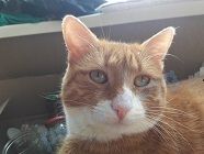 Средний многоцветный взрослый кот Тихон (Тиша), пропал 16.07.2021 рядом с Ветпунк ул., 5, Чебсара, Вологодская обл., Россия, 162580.