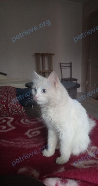 Средний белый молодой кот, найден 06.07.2021 рядом с ул. Победы, 20 корпус 2, Электросталь, Московская обл., Россия, 144007.