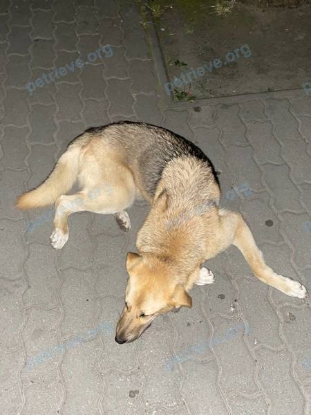 Средняя оранжевая взрослая собака Егор Козлов, найдена 17.07.2021 рядом с просп. Машерова 57, Брест, Беларусь.