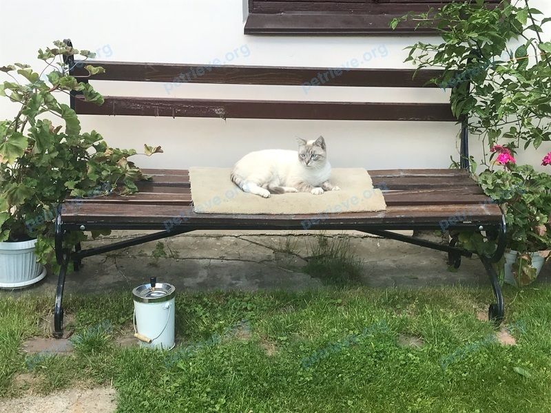 Medium young white male cat Стёпа, lost near Ленина ул., 18, Купавна, Moscow Oblast, Россия, 143920 on Jul 17, 2021.