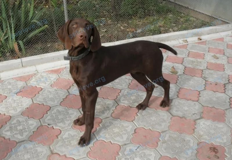Big young brown male dog, found near ул. Леонида Булавина, 5/23, Сергиев Посад, Московская обл., Россия, 141302 on Jan 15, 2020.