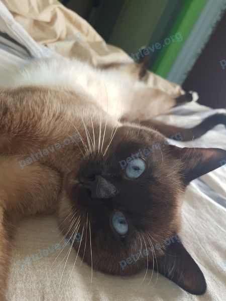 Medium adult gray male cat Майки, lost near Улица Бабушкина, 10Б, Ногинск, Московская обл., Россия, 142407 on Jul 19, 2021.