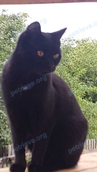 Medium young black female cat Василиса, lost near ул. Тарская, 20, Омск, Омская обл., Россия, 644099 on Jun 27, 2021.