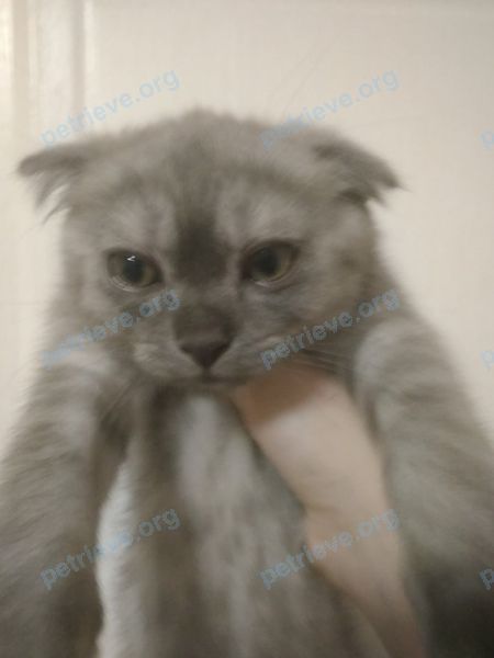 Small young gray male cat, lost near пр. Авиастроителей, 6, Ульяновск, Ульяновская обл., Россия, 432064 on Jul 19, 2021.