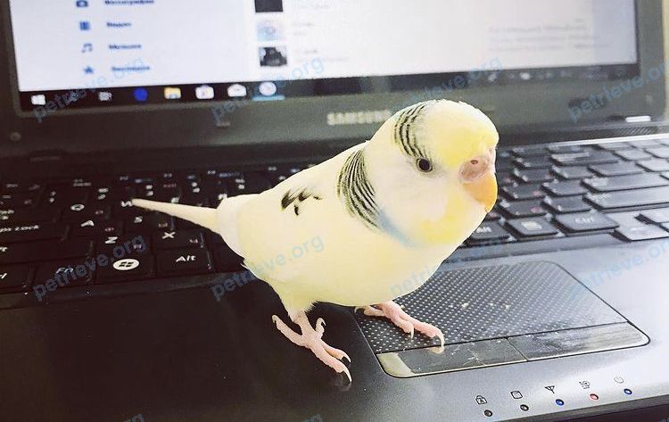 Small young yellow female bird Патрюша, lost near 11, Москва, Россия, 111674 on Jul 18, 2021.