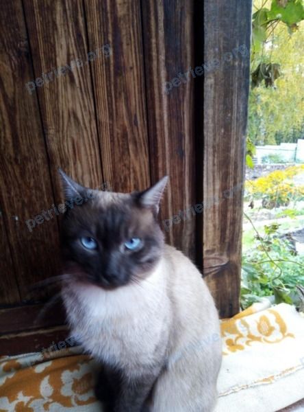 Medium young gray male cat федоскин, lost near Комсомольский пр., 17, Красноярск, Красноярский край, Россия on Jul 21, 2021.