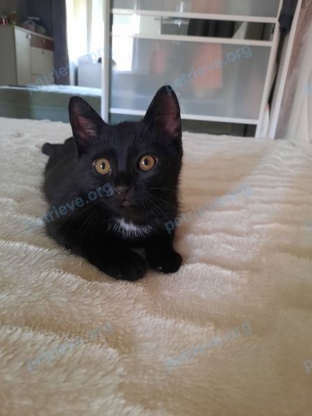 Small young black female cat Мурка, lost near ул. Кривошеина 13, Брест, Беларусь on Jul 20, 2021.