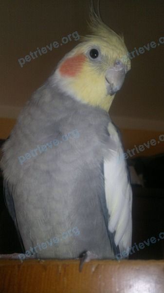 Medium adult gray male bird Кеша, lost near ул. Короленко, 2/23 корпус 5, Москва, Россия, 107014 on Jul 22, 2021.