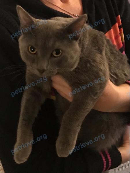 Средний серый молодой кот Шон, пропал 21.07.2021 рядом с Полтавская, 4, Вырица, Ленинградская обл., Россия, 188380.