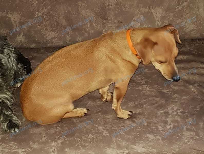 Small young yellow female dog Долли, lost near ул. 40 лет Победы, 78/1, Анапа, Краснодарский край, Россия, 353454 on Jul 23, 2021.