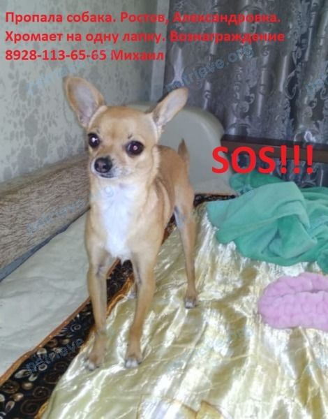 Small adult brown female dog Молли, lost near ул. Солидарности, 105, Ростов-на-Дону, Ростовская обл., Россия, 344048 on Jul 25, 2021.