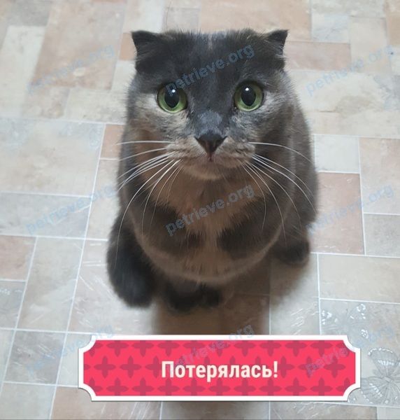 Средняя многоцветная молодая кошка Писо, пропала 16.07.2021 рядом с ул. Гагарина, 43Б, Иноземцево, Ставропольский край, Россия, 357430.