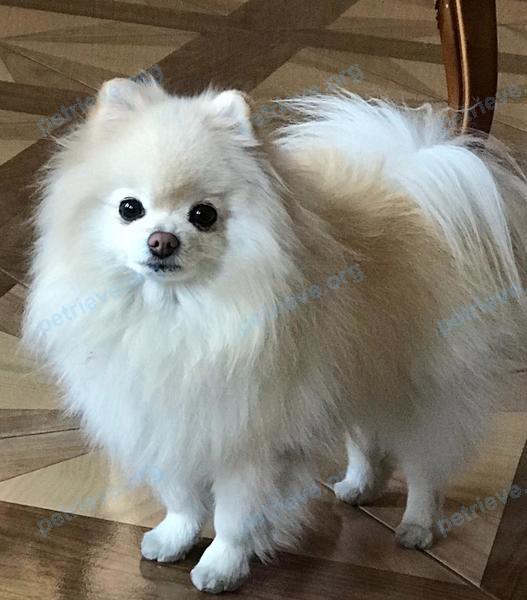 Small adult white female dog Куби, lost near 3-й Мажорный пер., 19, Ростов-на-Дону, Ростовская обл., Россия, 344016 on Jul 24, 2021.