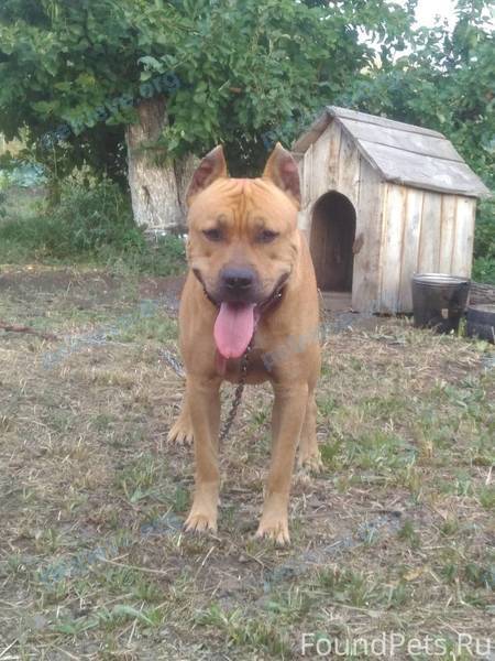 Medium young yellow male dog Бут, lost near ул. Дзержинского, 1А, Кувандык, Оренбургская обл., Россия, 462242 on Jul 26, 2021.