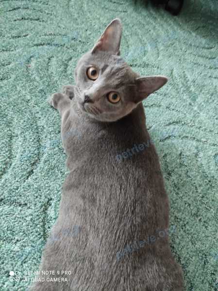 Big young gray male cat Жора, lost near ул. Пушкина, 31, Альметьевск, Респ. Татарстан, Россия, 423452 on Jul 24, 2021.