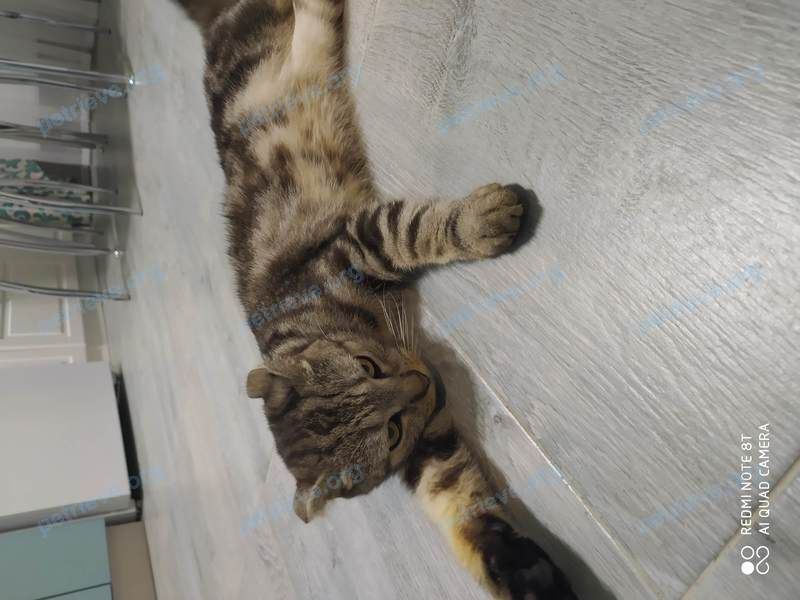 Big adult gray male cat, found near Черноморская ул., 2А, Анапа, Краснодарский край, Россия, 353417 on Jul 26, 2021.