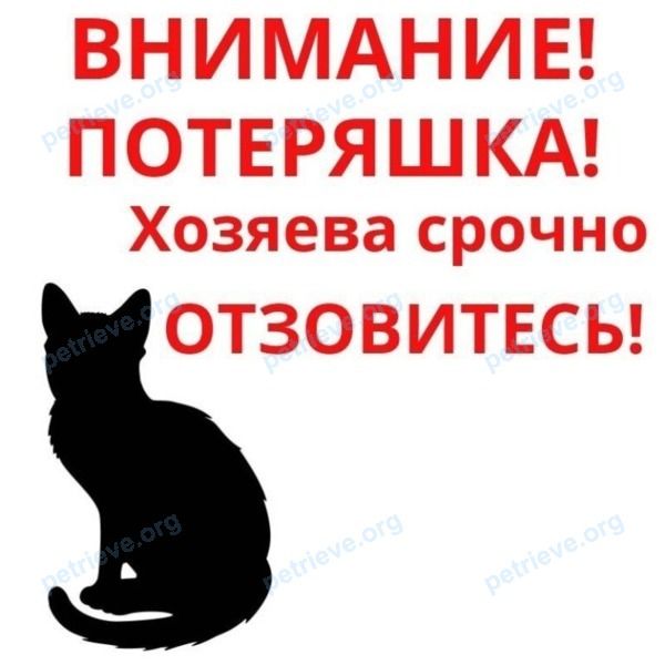 Cat, found near на берегу реки Вуокса, Лосево, Ленинградская обл., Россия, 188742 on Jul 29, 2021.