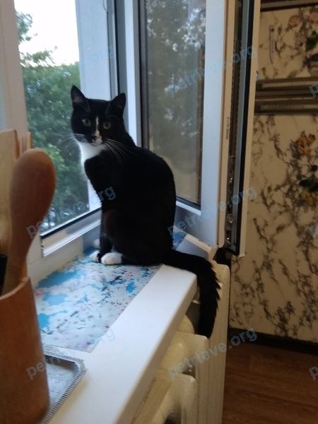 Medium adult mixed color male cat Кузя, lost near Кооперативная ул., 11, Муром, Владимирская обл., Россия, 602266 on Jul 27, 2021.