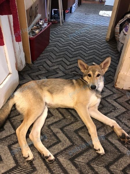 Medium young mixed color male dog, found near просп. Обуховской Обороны, 89, Санкт-Петербург, Россия, 192029 on Jul 25, 2021.