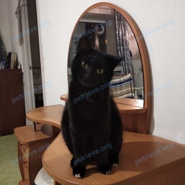 Medium young black male cat Бака, lost near ул. Лопарева, 78, Тюмень, Тюменская обл., Россия, 625008 on Jul 19, 2021.