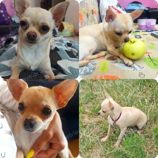 Small young yellow female dog, lost near ул. Советская 56а, Берёза 225210, Беларусь on Jul 30, 2021.