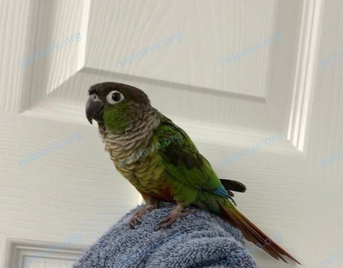 Small young green female bird GIGI, lost near 921 Bay St., Toronto, ON M5S 3L6, Canada on Jul 29, 2021.