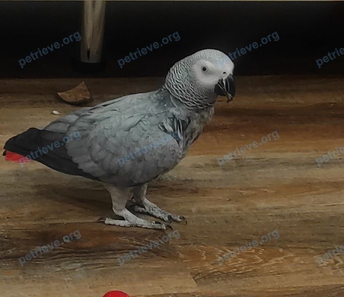 Medium adult gray female bird Кеша, lost near 801 Soldiers Field Rd, Allston, MA 02134, США on Jul 11, 2021.
