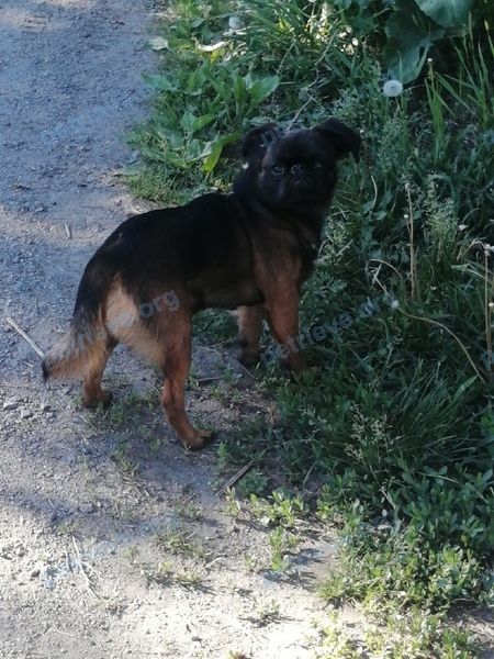 Small young black male dog Гарик, lost near Дорога 64, Челябинск, Челябинская обл., Россия, 454079 on Jul 29, 2021.