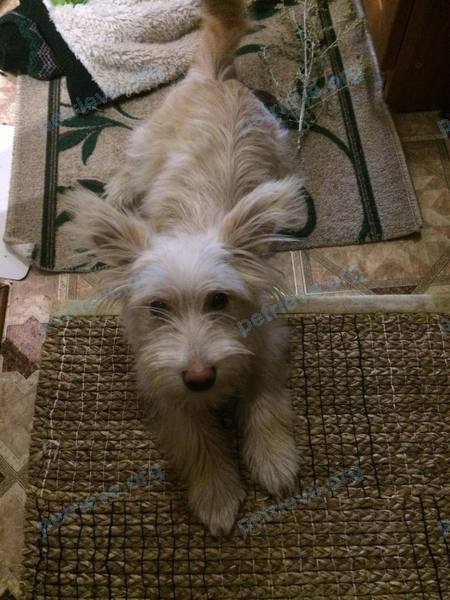 Small young white female dog, found near ул. Выездная, 16г, Сергач, Нижегородская обл., Россия, 607510 on Jul 30, 2021.