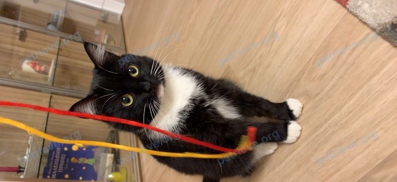 Medium adult black female cat Ариша, lost near ул. Садовая, 59, Рощино, Ленинградская обл., Россия, 188820 on Jul 20, 2021.