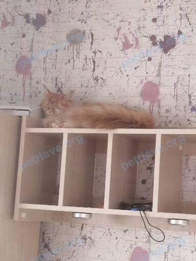 Medium orange female cat, lost near ул. Почтовая 42, Борисов, Беларусь on Aug 03, 2021.